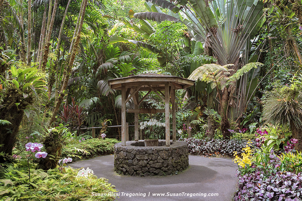 The unbelievably beautiful Orchid Garden at Hawaii Tropical Botanical Garden on the Big Island of Hawaii.