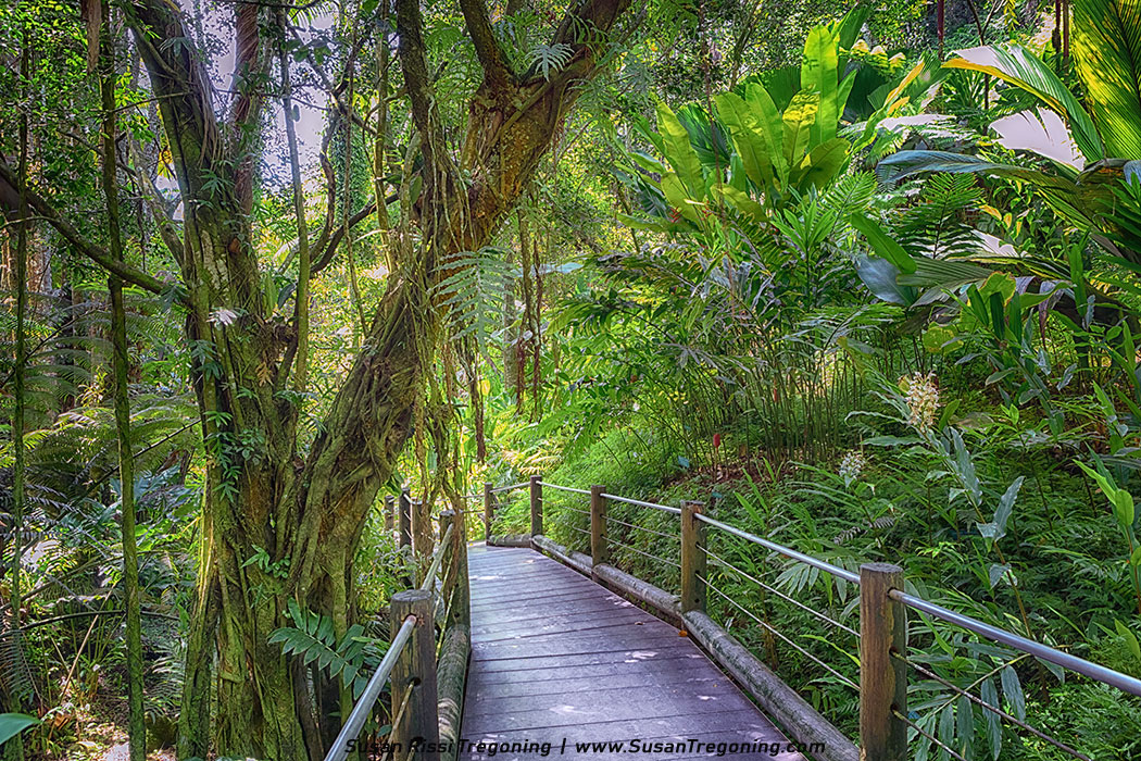 This is an amazing walk down a 500-foot-long elevated boardwalk to the main garden at Hawaii Tropical Botanical Gardens. This walkway winds you through and down an exotic steep walled narrow ravine to the gardens 120 feet below. 