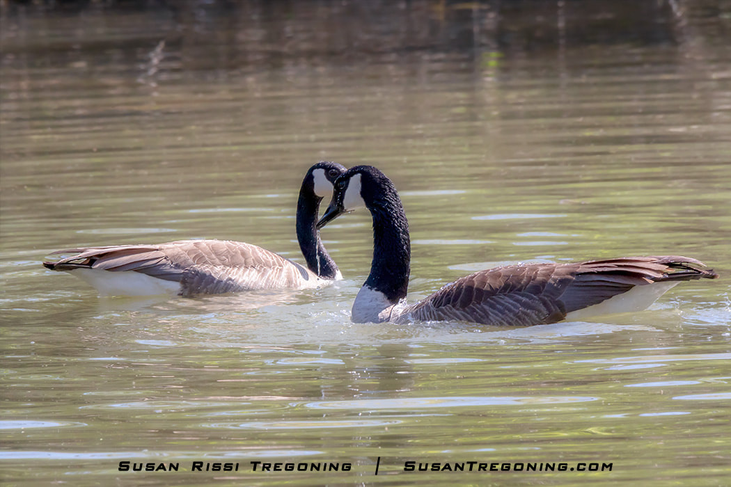 A pair of Canada Geese swim out into the open area of the pond and turn to face each other. This is the beginning of the courting ritual that progresses into mutual neck dipping.
