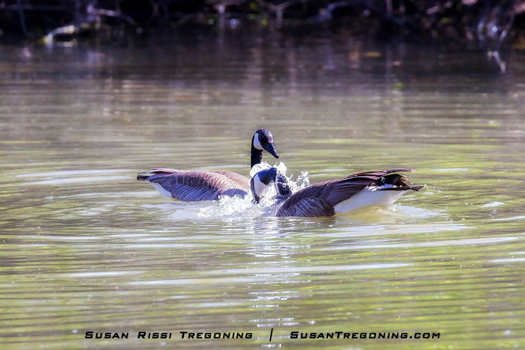 The initial courting behavior involves mutual neck dipping between the two geese. After they swam out into an open area of the pond and turned to face each other, they begin dipping their heads into the water, mostly taking turns so the other could watch.