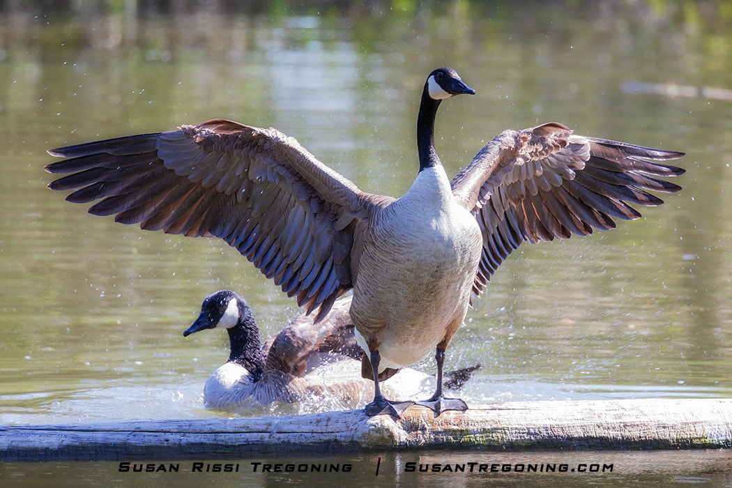 The female Canada Goose gracefully climbed up on the log and spread her wings wide while the Gander splashes around in the background, finally getting the chance to take his bath after their mating.
