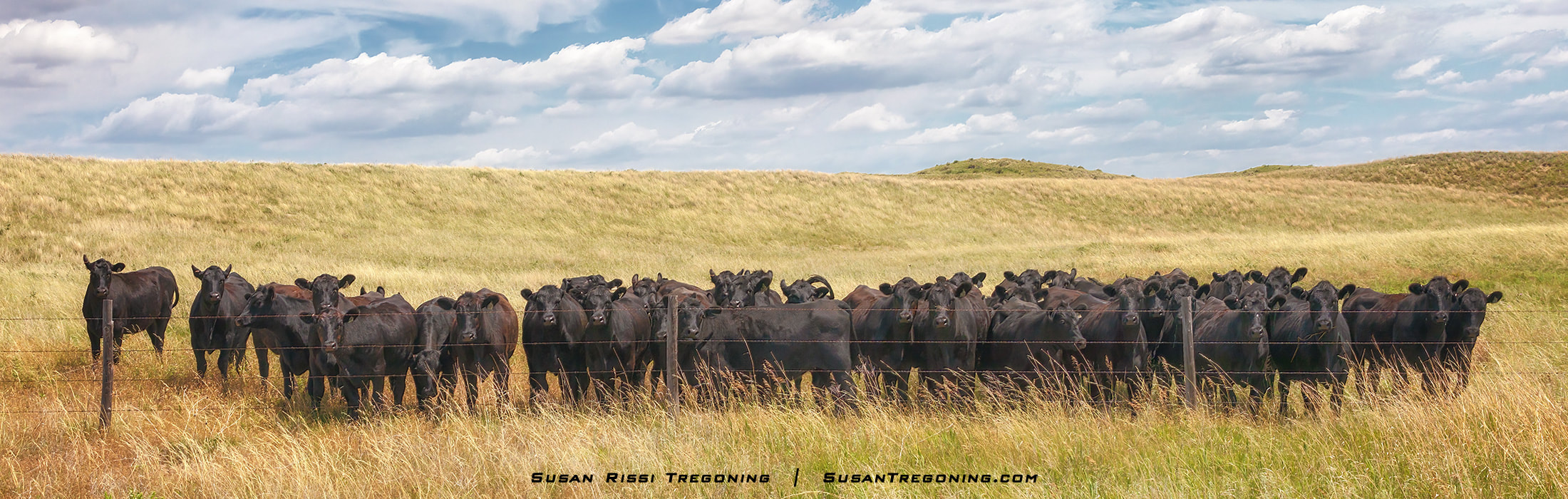 You never can trust animals to do what you expect them to do!<BR><BR> We pulled off to the side of the road so I could photograph this herd of cattle scattered in the distance through the beautiful rolling Nebraska Sandhills. They all looked up simultaneously, thought, “ friend,” and came to greet me at the fence. Unfortunately, I didn’t get the shot I envisioned, and they were unhappy with me when I left. I heard their snorts of indignation! <BR><BR> My husband thought the entire thing was hysterically funny as he watched from the SUV.