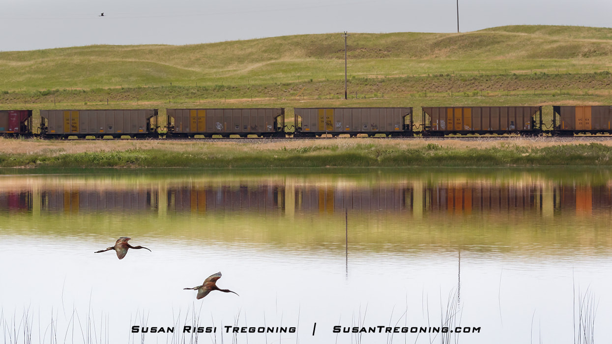 A pair of Ibis fly across the wetlands while a passing train is reflected in the water.
