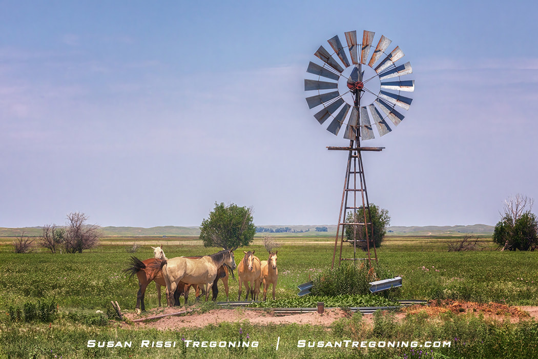 The horses spend a lazy day hanging out next to the windmill and water tub on a Nebraska Sandhills ranch. Here in the heart of cow country these horses are most likely working horses. Some of the largest ranches in the United States are here in the Sandhills. They can be thousands of acres in size, and many ranchers still use horses to get around when checking on their cattle.