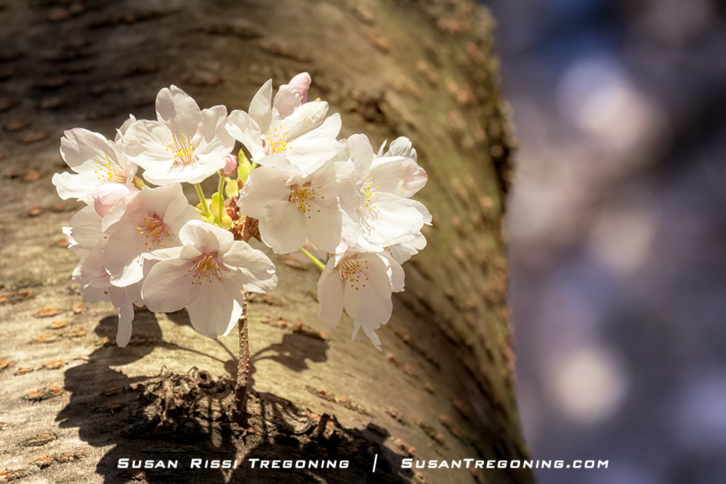 A close-up image of Cherry blossoms during the peak bloom at the National Cherry Blossom Festival in Washington DC. I find it interesting how a single bunch of blossoms can grow from straight out from the tree trunk almost like a miniature bouquet.