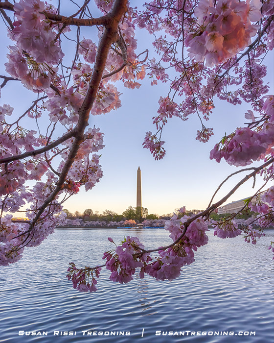 A springtime view from across the Tidal Basin of the Washington Monument framed by cherry blossoms during the 2023 Cherry Blossom Festival in Washington DC.