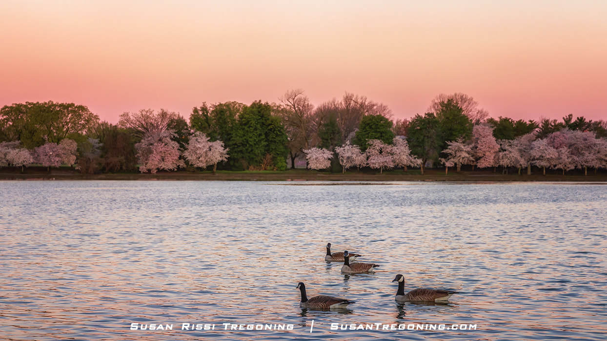 Geese floating in the Washington DC Tidal Basin at sunrise, watching all the crazy photographers capture Cherry Blossom images during the 2023 Cherry Blossom Festival. 
