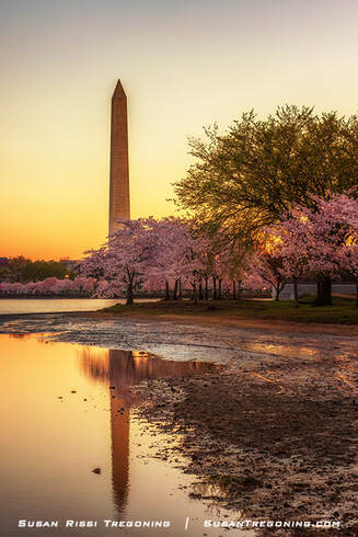 The Washington Monument at sunrise as seen from the Washington DC Tidal Basin during the 2023 Cherry Blossom peak