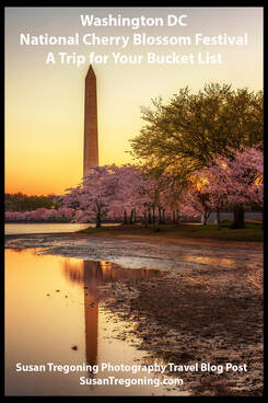 A brief glimpse at the history of America’s greatest springtime celebration! The National Cherry Blossom Festival in Washington, DC, is a trip for your bucket list. Your guide for understanding peak bloom for timing the perfect trip. 